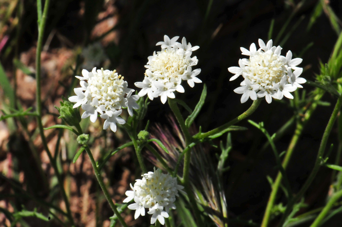 Esteve’s Pincushion is an annual native forb or herb in the Sunflower Family. The florets are small but showy. Chaenactis stevioides 